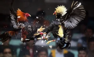 Cách Chơi Đá Gà Sabong Tại V9Bet Bí Kíp Bất Bại